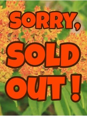 SOLD!! DO NOT BUY   Chaps No Iron Plaid Button Down